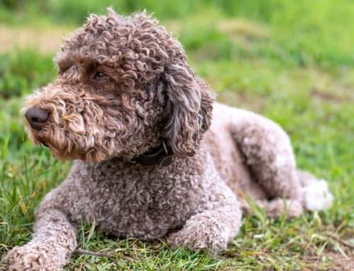 Lagotto Romagnolo: conheça a raça de cães especializada na caça às trufas