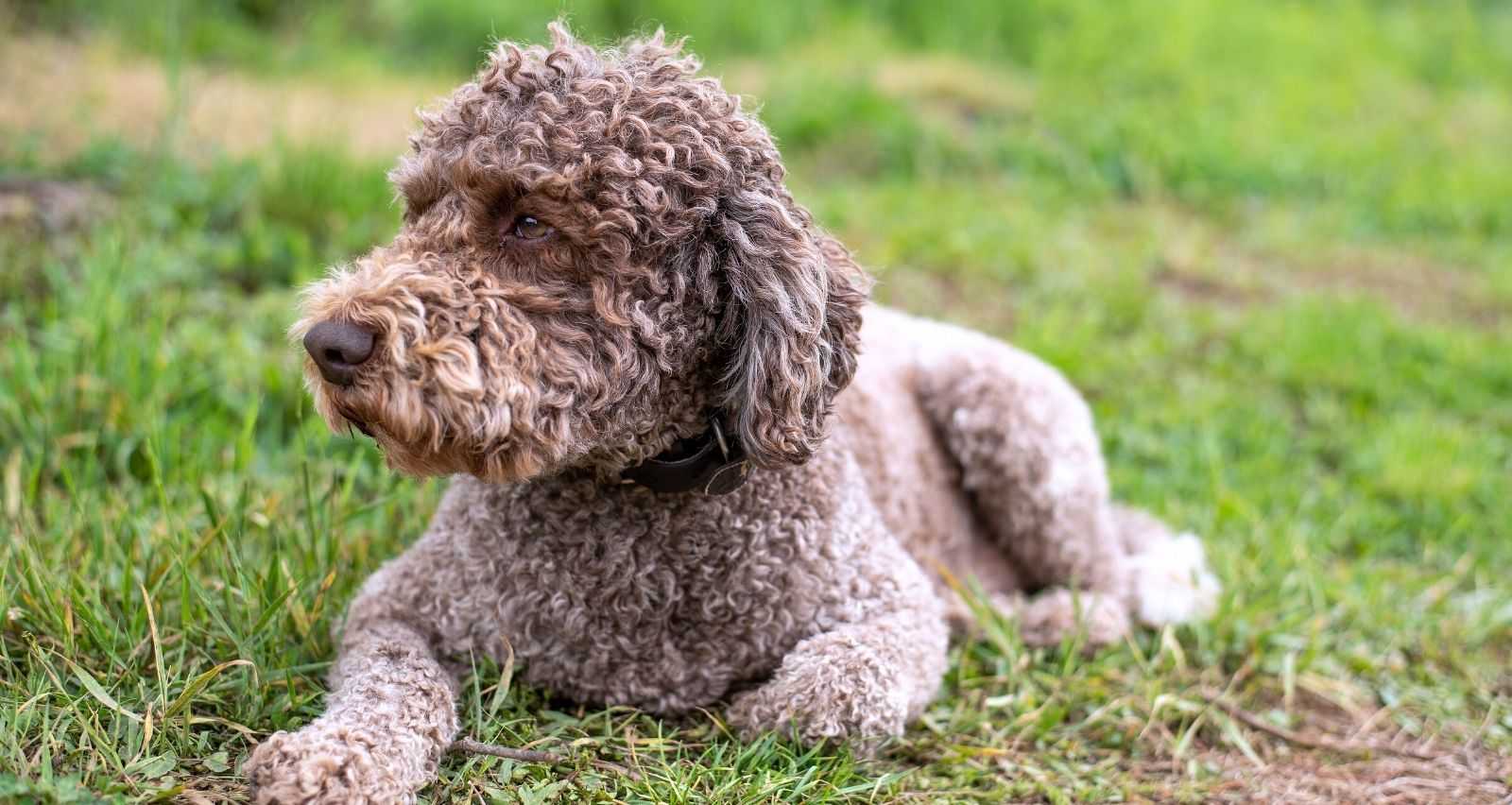 Lagotto Romagnolo